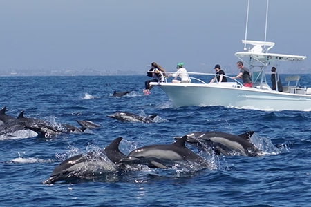 Dolphine Watching With Transport ( Marina Bandar )